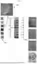 Fig. 06 - MILITARY SUIT CAMOUFLAGE PATTERN FORMING METHOD