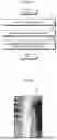 Fig. 07 - MEDICAL DEVICE, ENDOSCOPE SYSTEM, CONTROL METHOD, AND COMPUTER-READABLE RECORDING MEDIUM