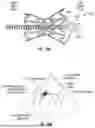 Fig. 20 - INTERATRIAL SHUNT HAVING PHYSIOLOGIC SENSOR