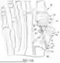 Fig. 16 - ORTHOPEDIC SCREW AND DRIVER SYSTEM FOR MINIMALLY INVASIVE METATARSAL CORRECTION PROCEDURE