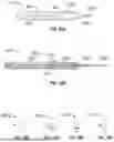 Fig. 41 - ROBOTIC SYSTEMS FOR DELIVERING ENDOBRONCHIAL IMPLANTS AND RELATED TECHNOLOGY