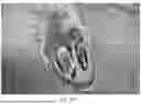 Fig. 34 - APPARATUS AND METHODS FOR TREATING A DEFECTIVE CARDIAC VALVE