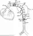 Fig. 01 - DELIVERY CATHETER FOR ENDOVASCULAR DEVICE