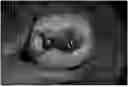 Fig. 01 - AESTHETIC DENTAL FILLING MATERIAL HAVING HIGH CURING DEPTH