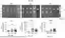 Fig. 113 - LIPID NANOPARTICLE (LNP) COMPOSITIONS FOR PLACENTA-SELECTIVE CARGO DELIVERY, AND METHODS OF USE THEREOF