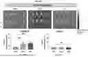 Fig. 114 - LIPID NANOPARTICLE (LNP) COMPOSITIONS FOR PLACENTA-SELECTIVE CARGO DELIVERY, AND METHODS OF USE THEREOF