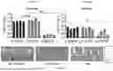 Fig. 126 - LIPID NANOPARTICLE (LNP) COMPOSITIONS FOR PLACENTA-SELECTIVE CARGO DELIVERY, AND METHODS OF USE THEREOF