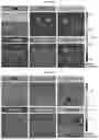 Fig. 97 - LIPID NANOPARTICLE (LNP) COMPOSITIONS FOR PLACENTA-SELECTIVE CARGO DELIVERY, AND METHODS OF USE THEREOF