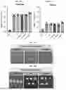 Fig. 99 - LIPID NANOPARTICLE (LNP) COMPOSITIONS FOR PLACENTA-SELECTIVE CARGO DELIVERY, AND METHODS OF USE THEREOF
