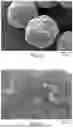 Fig. 04 - MODIFIED RELEASE COMPOSITIONS OF A GAMMA-HYDROXYBUTYRIC ACID DERIVATIVE