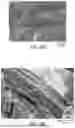 Fig. 25 - MODIFIED RELEASE COMPOSITIONS OF A GAMMA-HYDROXYBUTYRIC ACID DERIVATIVE
