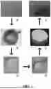 Fig. 02 - PRODUCT COMPRISING A FORM RETAINING GRANULAR COMPOSITION OF GEL PARTICLES, A METHOD OF MANUFACTURING THE SAME AND A PROCESS OF FORMING A GRANULAR SLURRY