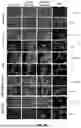 Fig. 35 - Lipid Nanoparticle Formulations for Central Nervous System Delivery