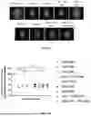 Fig. 21 - P-SELECTIN TARGETED NANOPARTICLES AND USES THEREOF
