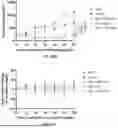 Fig. 26 - P-SELECTIN TARGETED NANOPARTICLES AND USES THEREOF