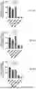 Fig. 28 - P-SELECTIN TARGETED NANOPARTICLES AND USES THEREOF