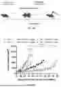 Fig. 29 - P-SELECTIN TARGETED NANOPARTICLES AND USES THEREOF