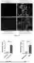 Fig. 32 - P-SELECTIN TARGETED NANOPARTICLES AND USES THEREOF
