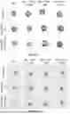 Fig. 45 - P-SELECTIN TARGETED NANOPARTICLES AND USES THEREOF