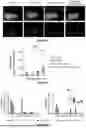 Fig. 48 - P-SELECTIN TARGETED NANOPARTICLES AND USES THEREOF