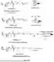 Fig. 58 - P-SELECTIN TARGETED NANOPARTICLES AND USES THEREOF