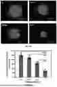 Fig. 62 - P-SELECTIN TARGETED NANOPARTICLES AND USES THEREOF