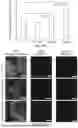 Fig. 63 - P-SELECTIN TARGETED NANOPARTICLES AND USES THEREOF