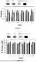 Fig. 69 - P-SELECTIN TARGETED NANOPARTICLES AND USES THEREOF