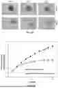 Fig. 74 - P-SELECTIN TARGETED NANOPARTICLES AND USES THEREOF