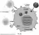 Fig. 79 - P-SELECTIN TARGETED NANOPARTICLES AND USES THEREOF