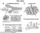 Fig. 04 - NANOPARTICLES FOR ENHANCED TRANSPORT ACROSS LYMPHATIC BARRIERS