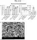 Fig. 05 - NANOPARTICLES FOR ENHANCED TRANSPORT ACROSS LYMPHATIC BARRIERS