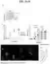 Fig. 09 - NANOPARTICLES FOR ENHANCED TRANSPORT ACROSS LYMPHATIC BARRIERS