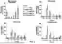 Fig. 12 - MDM2 DEGRADERS AND USES THEREOF