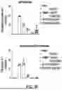 Fig. 13 - MDM2 DEGRADERS AND USES THEREOF