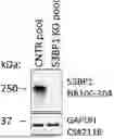 Fig. 01 - COMBINATION THERAPY FOR TREATING CANCER