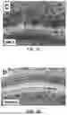 Fig. 03 - Method of Preventing Blast-Induced Loss of Cochlear and Vestibular Hair Cells and Auditory Spiral Ganglion Neurons