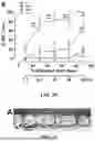 Fig. 05 - Method of Preventing Blast-Induced Loss of Cochlear and Vestibular Hair Cells and Auditory Spiral Ganglion Neurons