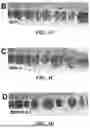 Fig. 06 - Method of Preventing Blast-Induced Loss of Cochlear and Vestibular Hair Cells and Auditory Spiral Ganglion Neurons