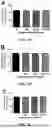 Fig. 11 - Method of Preventing Blast-Induced Loss of Cochlear and Vestibular Hair Cells and Auditory Spiral Ganglion Neurons