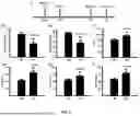 Fig. 03 - Method and Use of Psilocybin in the Prevention and Treatment of Stroke