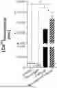 Fig. 01 - COMPOSITIONS COMPRISING A COMBINATION OF CAFFEINE AND OLEUROPEIN OR A METABOLITE THEREOF AND THEIR USE FOR IMPROVING MUSCLE FUNCTION