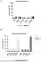 Fig. 07 - METHODS FOR TREATING MYELOID MALIGNANCIES