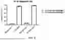 Fig. 15 - METHODS FOR TREATING MYELOID MALIGNANCIES