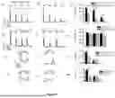 Fig. 11 - COMPOSITIONS OF HYALURONAN WITH HIGH ELASTICITY AND USES THEREOF