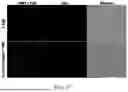 Fig. 18 - MANUFACTURING AND APPLICATION OF MANGANESE-BASED THERANOSTIC NANOPARTICLE TECHNOLOGY