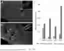 Fig. 15 - METHODS AND COMPOSITIONS FOR TREATING GLIOMAS