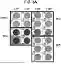 Fig. 04 - TUMOR NEOANTIGENIC PEPTIDES AND USES THEREOF