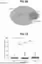 Fig. 08 - TUMOR NEOANTIGENIC PEPTIDES AND USES THEREOF