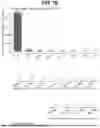Fig. 09 - TUMOR NEOANTIGENIC PEPTIDES AND USES THEREOF